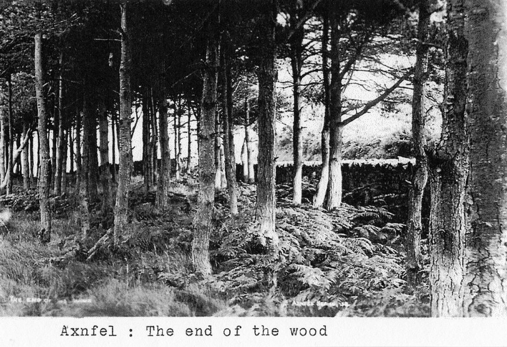 Photo 008 (Axnfell Wood)